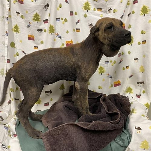 A614415 - Cane Corso Mastiff available for adoption