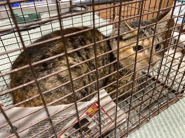 A606531 - Domestic Short Hair available for adoption