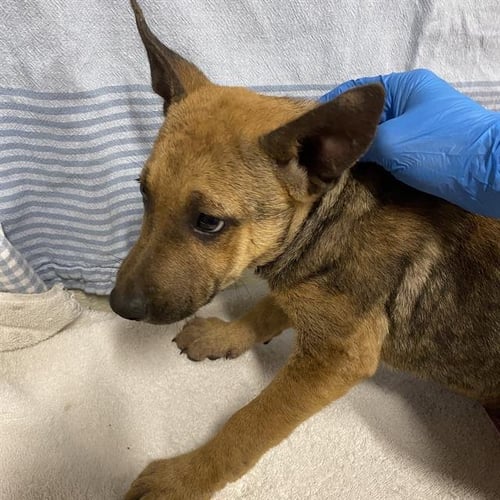 A614243 - Belgian Shepherd Malinois available for adoption