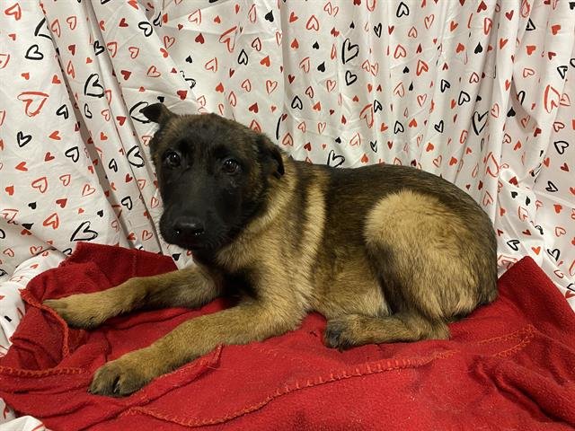 A607038 - Belgian Shepherd Malinois available for adoption