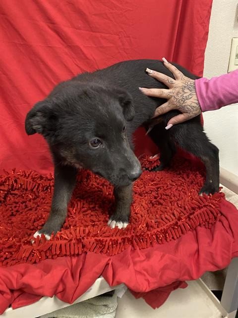 *TROOPER - Border Collie available for adoption