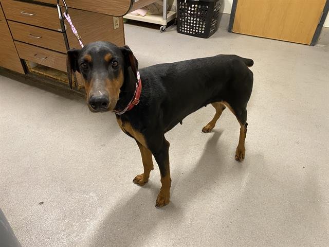NINA - Doberman Pinscher available for adoption
