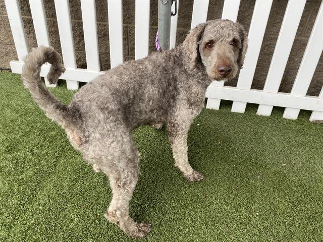 SHADOW - Poodle (Standard) available for adoption