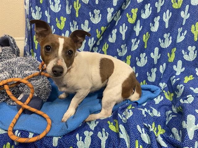 TINY - Smooth Fox Terrier available for adoption