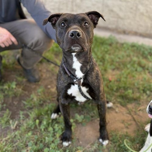 *BEAVER - Pit Bull Terrier available for adoption