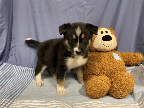 A608722 - Australian Shepherd available for adoption