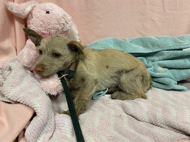 A607253 - Parson Russell Terrier available for adoption