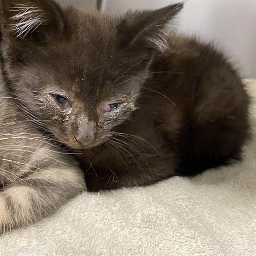 A612005 - Domestic Medium Hair for adoption in Modesto