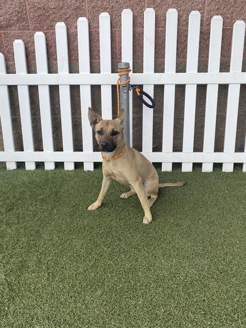 A606864 - German Shepherd Dog available for adoption