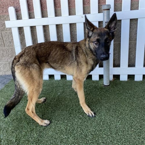 A614331 - Belgian Shepherd Malinois available for adoption