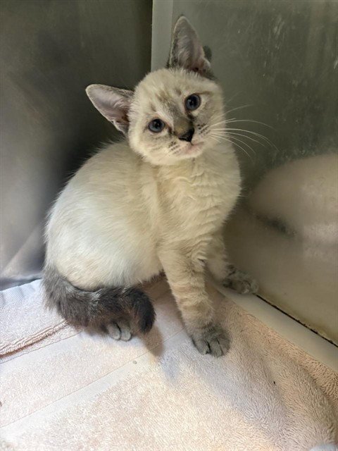 A613274 - Domestic Short Hair available for adoption