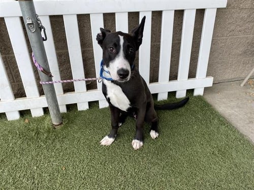 OREO - Border Collie available for adoption