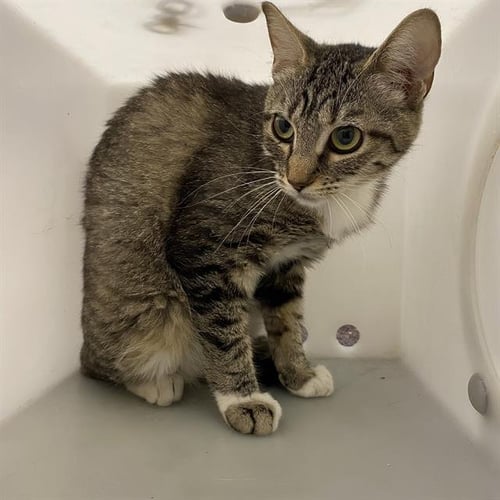 A613010 - Domestic Short Hair available for adoption