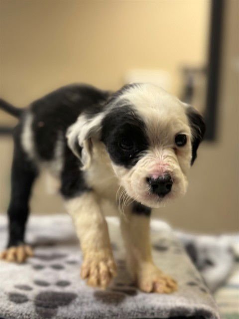 A606601 - Border Collie available for adoption