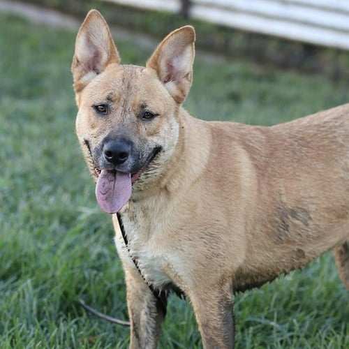 *CANELA - German Shepherd Dog available for adoption