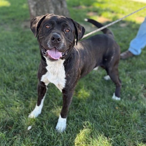 MAJOR - Pit Bull Terrier available for adoption