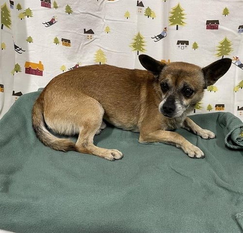 *MEMPHIS - Chihuahua available for adoption