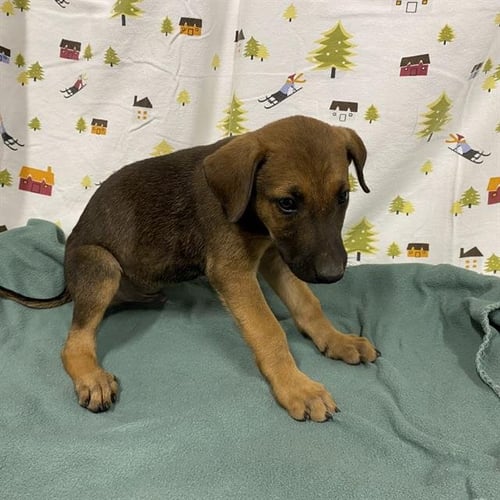 *SHEPP - German Shepherd Dog / Labrador Retriever available for adoption