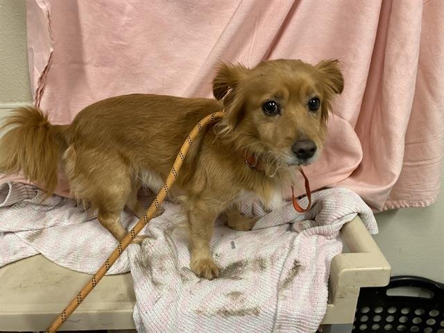 *ROOSTER - Chihuahua available for adoption