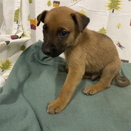 A614385 - German Shepherd Dog available for adoption