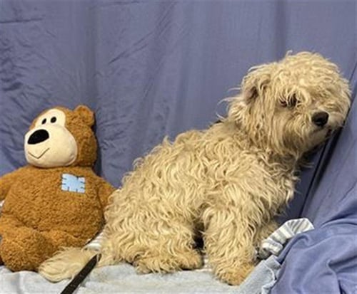 A608903 - Poodle (Miniature) available for adoption