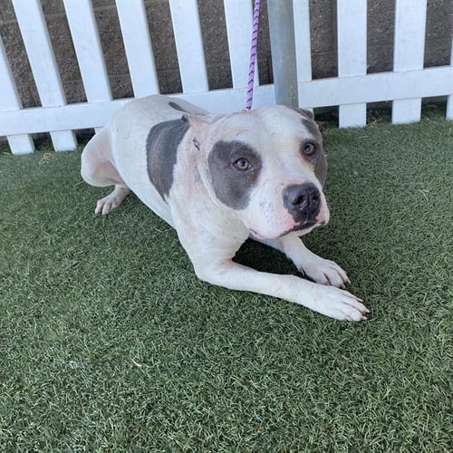 *DOUGIE - Pit Bull Terrier available for adoption