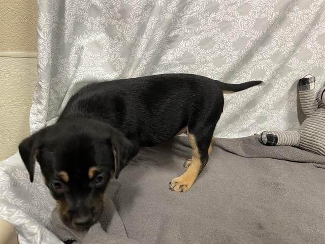 *POPPY - Staffordshire Bull Terrier available for adoption