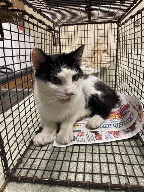 A607993 - Domestic Short Hair available for adoption