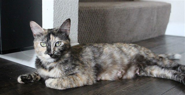 A604522 - Domestic Short Hair available for adoption