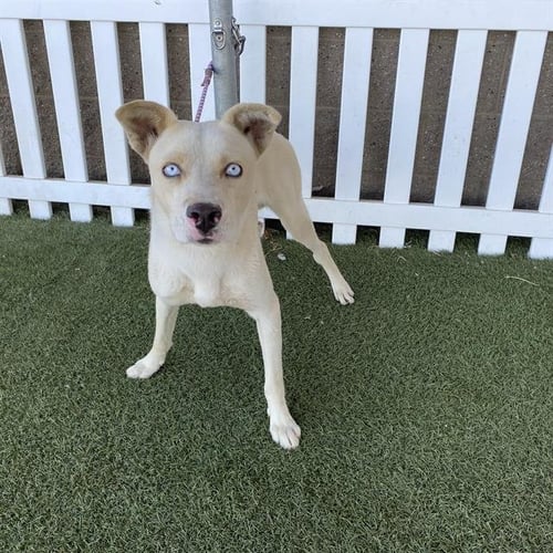 *DUCKY - Siberian Husky / Pit Bull Terrier available for adoption