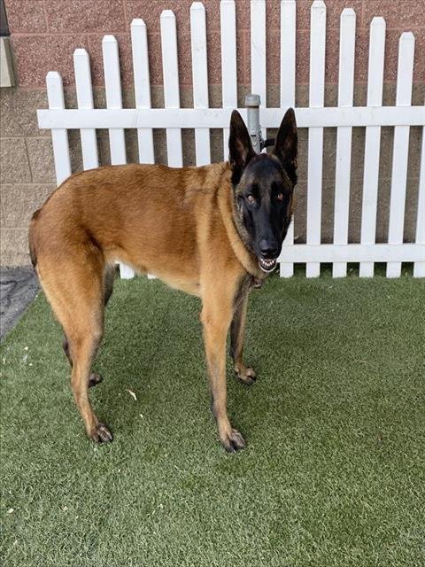 SAILOR - Belgian Shepherd Malinois / German Shepherd Dog available for adoption