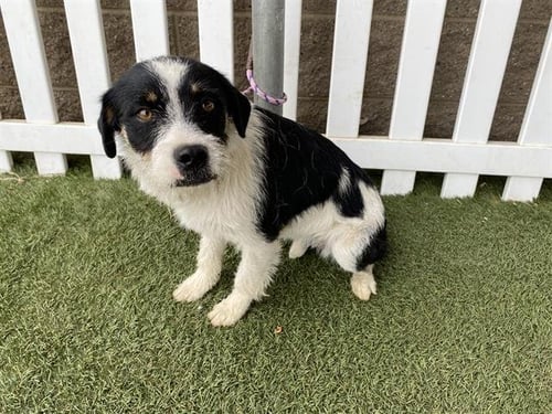 *PRISSY - Parson Russell Terrier available for adoption