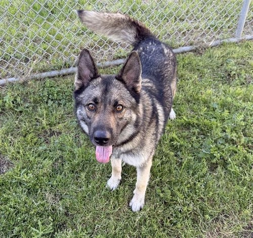 *ASPEN - German Shepherd Dog available for adoption