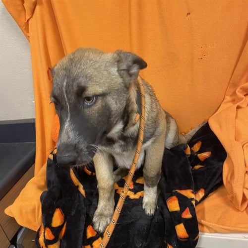 *LANA - German Shepherd Dog available for adoption