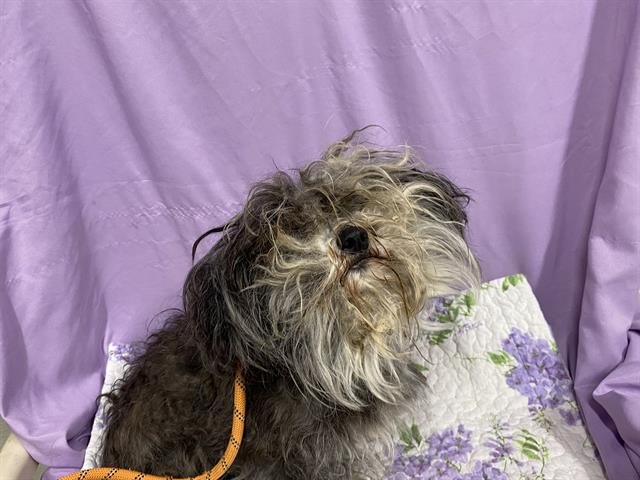 A606789 - Maltese available for adoption