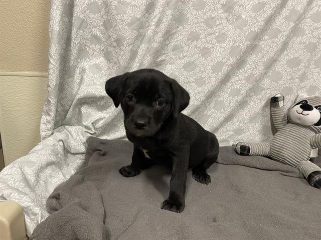 *PIPPA - Staffordshire Bull Terrier available for adoption