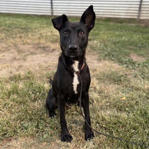 *RUTHIE - Border Collie / Labrador Retriever available for adoption