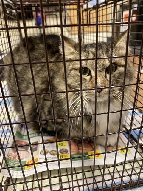 A607728 - Domestic Long Hair available for adoption