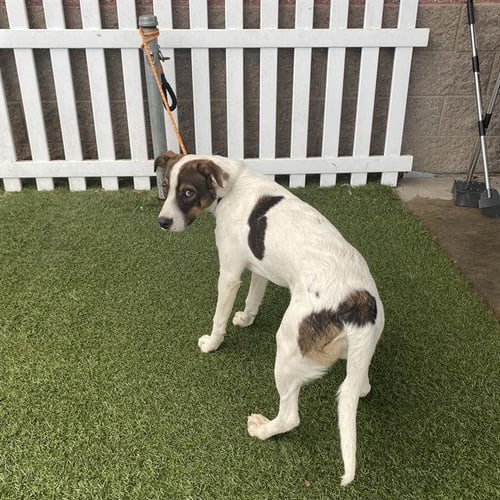 *CHARLIE - Australian Shepherd available for adoption