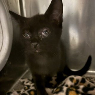 A614340 - Domestic Short Hair available for adoption