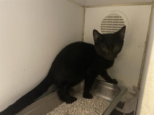 A614340 - Domestic Short Hair available for adoption