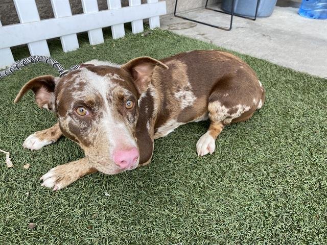 *BATS - Dachshund available for adoption