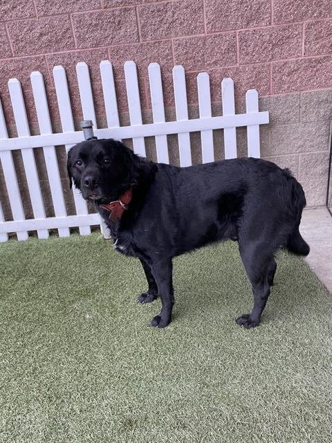 *SAM - Labrador Retriever / Rottweiler available for adoption