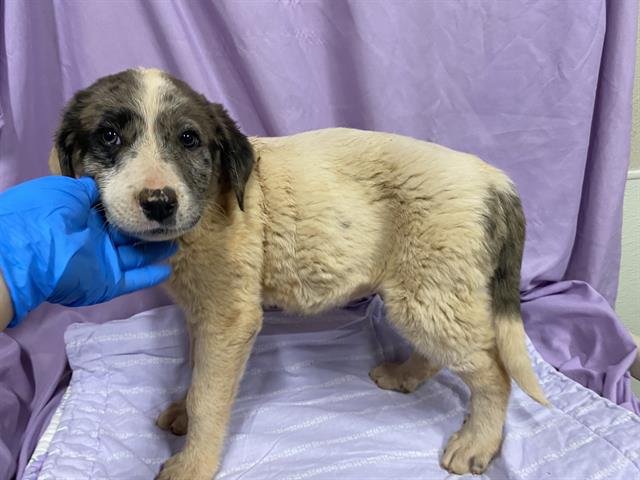 A606882 - Great Pyrenees / Anatolian Shepherd available for adoption