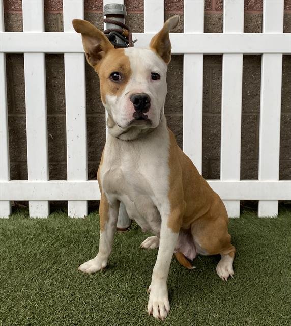 *CAIRO - Pit Bull Terrier available for adoption