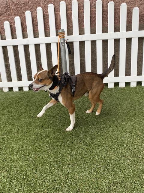 A606781 - Jack Russell Terrier (Parson Russell Terrier) available for adoption