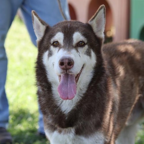 ORION - Siberian Husky available for adoption