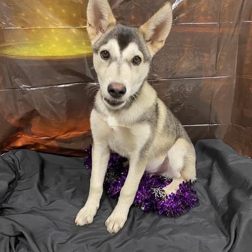 A615184 - Siberian Husky available for adoption