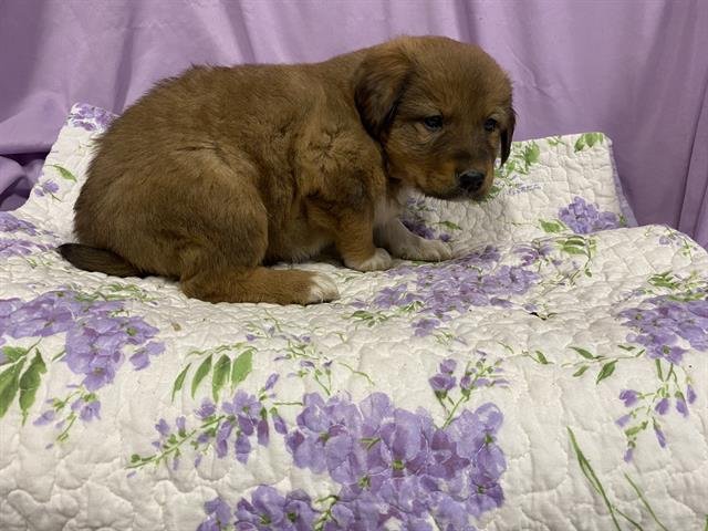 A606833 - Anatolian Shepherd available for adoption