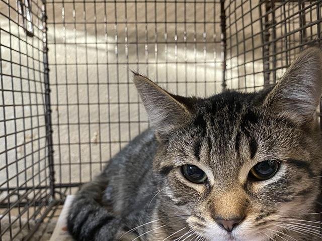 A606807 - Domestic Short Hair available for adoption